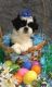 Shih Tzu Puppies for sale in Austin St, Corpus Christi, TX, USA. price: NA