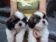 Shih Tzu Puppies for sale in Lake Trail Dr, Kenner, LA 70065, USA. price: NA
