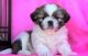 Shih Tzu Puppies for sale in Rockville, MD, USA. price: $650