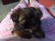 Shih Tzu Puppies for sale in Red Bud, IL 62278, USA. price: $500