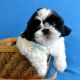 Shih Tzu Puppies for sale in Providence, RI, USA. price: NA
