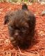 Shih Tzu Puppies for sale in Hollywood, FL 33024, USA. price: $450
