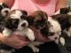 Shih Tzu Puppies for sale in Boston, MA 02114, USA. price: $450