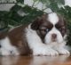 Shih Tzu Puppies for sale in St Paul, MN, USA. price: NA