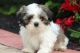 Shih Tzu Puppies for sale in Walnut, CA, USA. price: NA