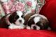 Shih Tzu Puppies for sale in NE-370, Omaha, NE, USA. price: NA