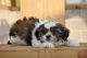 Shih Tzu Puppies for sale in NE-370, Omaha, NE, USA. price: NA