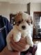 Shih Tzu Puppies for sale in Rochester, NY, USA. price: $400