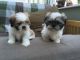 Shih Tzu Puppies for sale in Rochester, NY, USA. price: NA