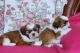 Shih Tzu Puppies for sale in Rochester, NY, USA. price: NA
