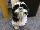 Shih Tzu Puppies for sale in Ludington, MI 49431, USA. price: NA