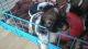 Shih Tzu Puppies for sale in Flower Mound Rd, Flower Mound, TX, USA. price: $300