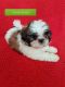 Shih Tzu Puppies for sale in Eustis, FL, USA. price: $500