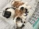 Shih Tzu Puppies for sale in East Stroudsburg, PA 18301, USA. price: NA