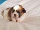 Shih Tzu Puppies for sale in Pasadena, CA 91101, USA. price: NA