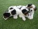 Shih Tzu Puppies for sale in TX-121, Blue Ridge, TX 75424, USA. price: NA