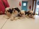 Shih Tzu Puppies for sale in Brooklyn, NY, USA. price: NA