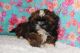 Shih Tzu Puppies for sale in Wittmann, AZ 85361, USA. price: NA