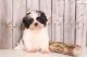 Shih Tzu Puppies for sale in US-130, North Brunswick Township, NJ 08902, USA. price: NA