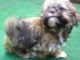 Shih Tzu Puppies for sale in New Market, Elko New Market, MN 55054, USA. price: NA