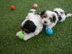 Shih Tzu Puppies for sale in Miami Gardens, FL, USA. price: NA