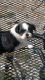 Shih Tzu Puppies for sale in Pahrump, NV, USA. price: $575