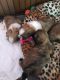 Shih Tzu Puppies for sale in Escondido, CA, USA. price: NA