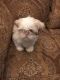 Shih Tzu Puppies for sale in Maryland Heights, MO, USA. price: NA