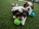 Shih Tzu Puppies for sale in Miami Gardens, FL, USA. price: NA