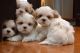 Shih Tzu Puppies for sale in Trumbull, CT 06611, USA. price: NA