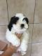 Shih Tzu Puppies for sale in Beverly Hills, CA, USA. price: NA