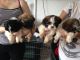 Shih Tzu Puppies for sale in Spartanburg School District 03, SC, USA. price: NA