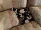 Shih Tzu Puppies for sale in Columbia, MO 65202, USA. price: NA
