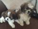 Shih Tzu Puppies for sale in North Myrtle Beach, SC, USA. price: NA