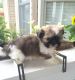 Shih Tzu Puppies for sale in Greensboro, NC, USA. price: $425