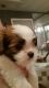 Shih Tzu Puppies for sale in Red Bud, IL 62278, USA. price: $500