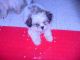 Shih Tzu Puppies for sale in Magnolia, TX, USA. price: $225