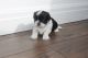 Shih Tzu Puppies for sale in Bloomfield Ave, Bloomfield, CT 06002, USA. price: NA