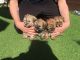 Shih Tzu Puppies for sale in 200 N Spring St, Los Angeles, CA 90012, USA. price: NA