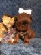 Shih Tzu Puppies for sale in Jersey City, NJ, USA. price: $500