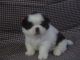 Shih Tzu Puppies for sale in Murphy, NC 28906, USA. price: $550