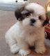 Shih Tzu Puppies for sale in Klamath Falls, OR, OR, USA. price: NA