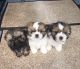 Shih Tzu Puppies for sale in Paris, TX 75461, USA. price: NA