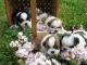 Shih Tzu Puppies for sale in Marysville, WA, USA. price: $400