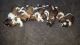 Shih Tzu Puppies for sale in Marysville, WA, USA. price: NA