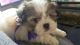 Shih Tzu Puppies for sale in Pocatello, ID, USA. price: NA