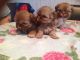 Shih Tzu Puppies for sale in Los Angeles, CA 90014, USA. price: NA