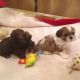 Shih Tzu Puppies for sale in Bloomfield, NJ, USA. price: NA
