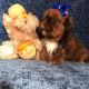 Shih Tzu Puppies for sale in Branford, FL 32008, USA. price: NA