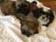 Shih Tzu Puppies for sale in Altamonte Springs, FL 32701, USA. price: $550